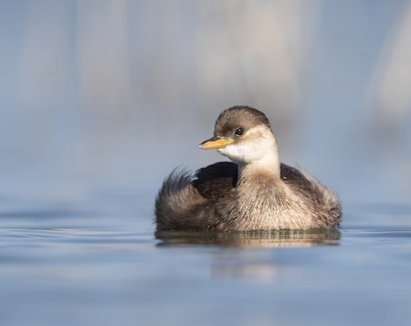 Animal, Anseriformes, Beak, Bird, Duck, Nature, Outdoors, Water, Waterfowl